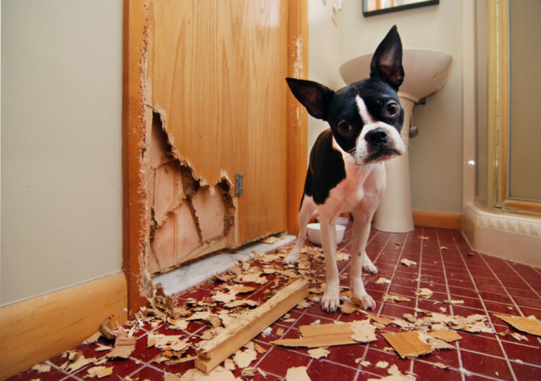 Resultado de imagen de perro destrozando la puerta