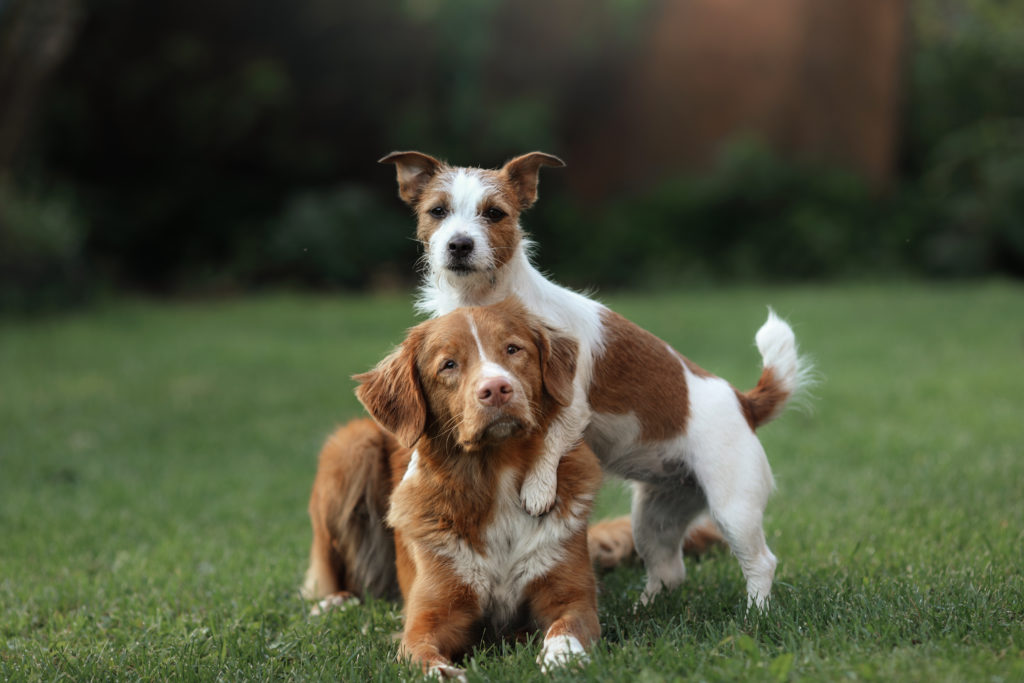 Perro grande o pequeño