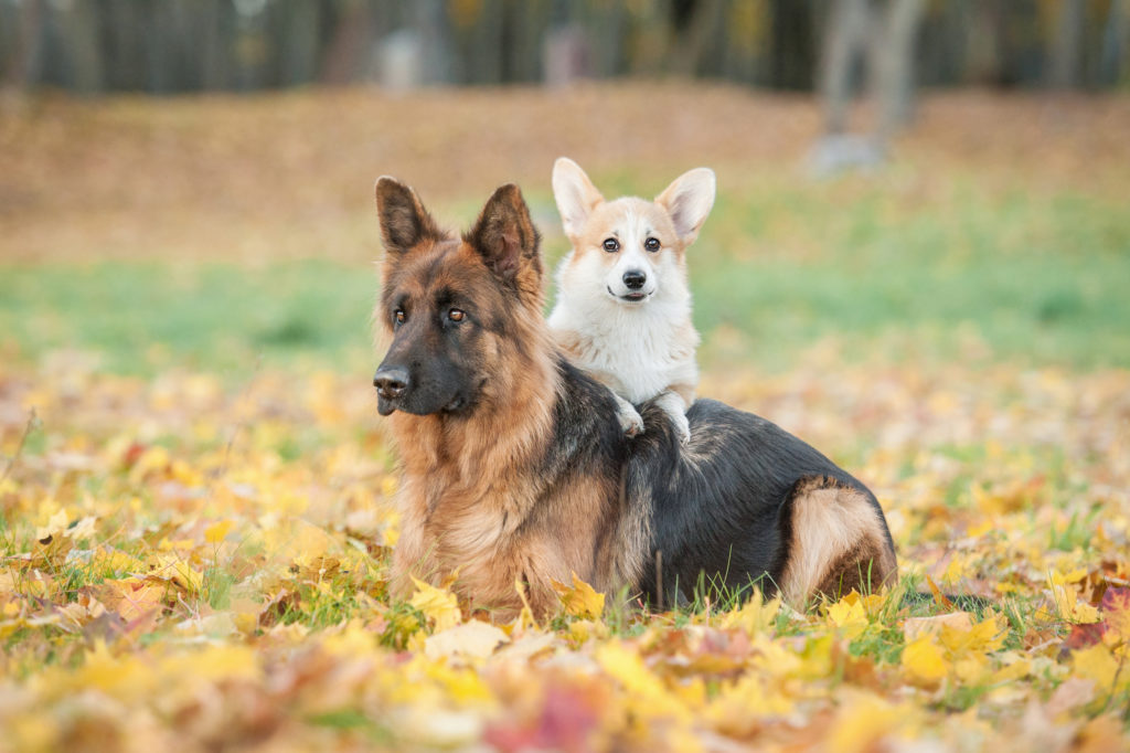 Perro grande o pequeño