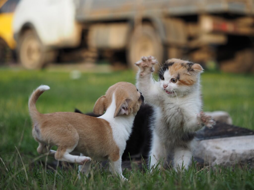 Perros y gatos juntos