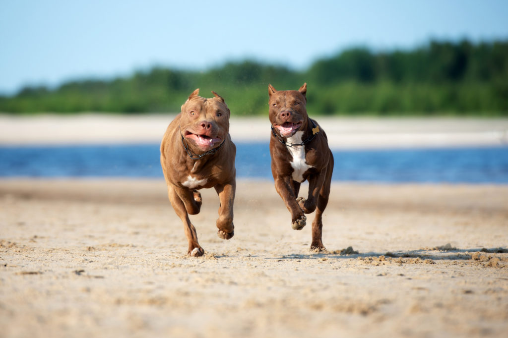 Pit bull terrier americano