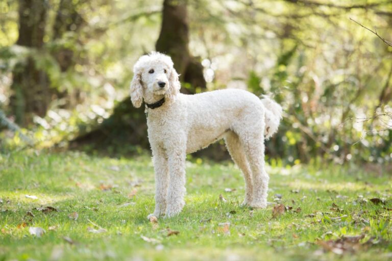 Cómo elegir la máquina de cortar el pelo del perro correcta