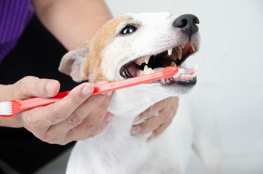 Bueno bisonte acceso Sarro en perros | zooplus