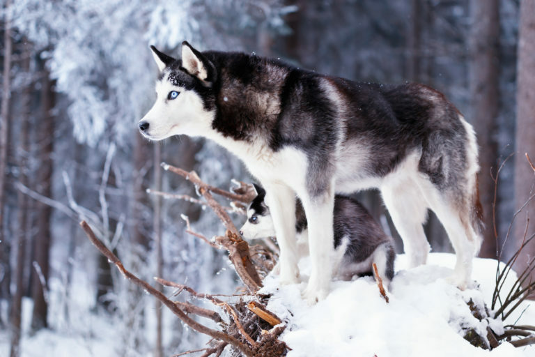 Husky siberiano