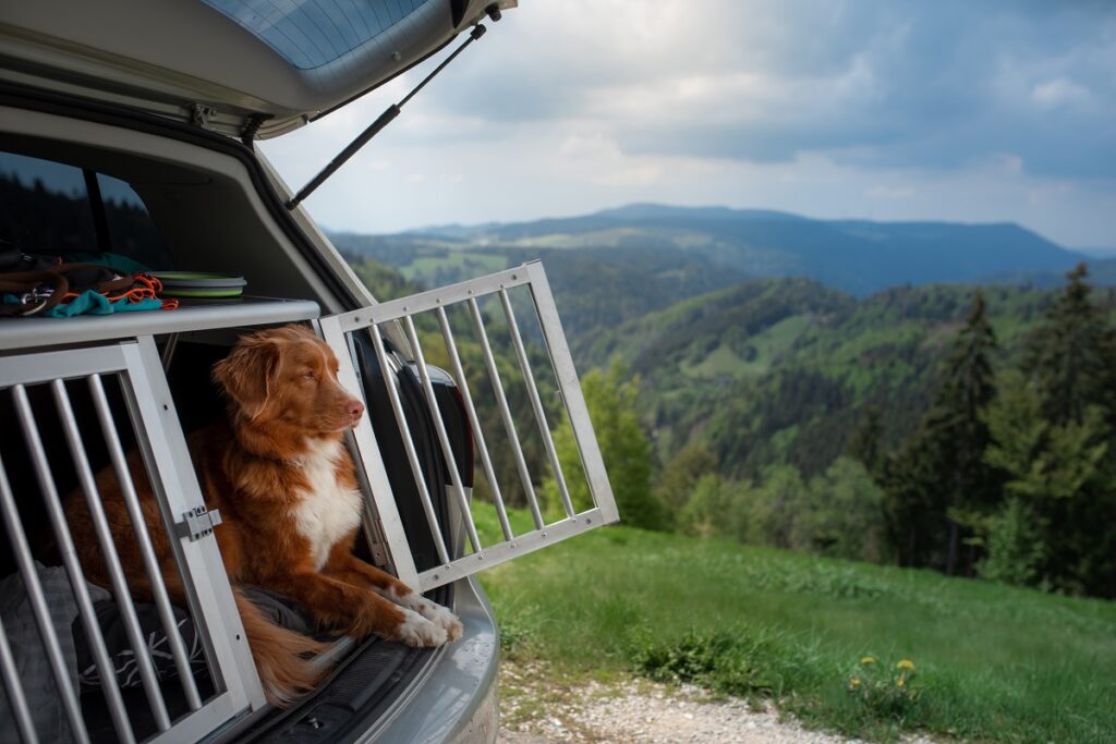 Vacaciones con el perro o sin él