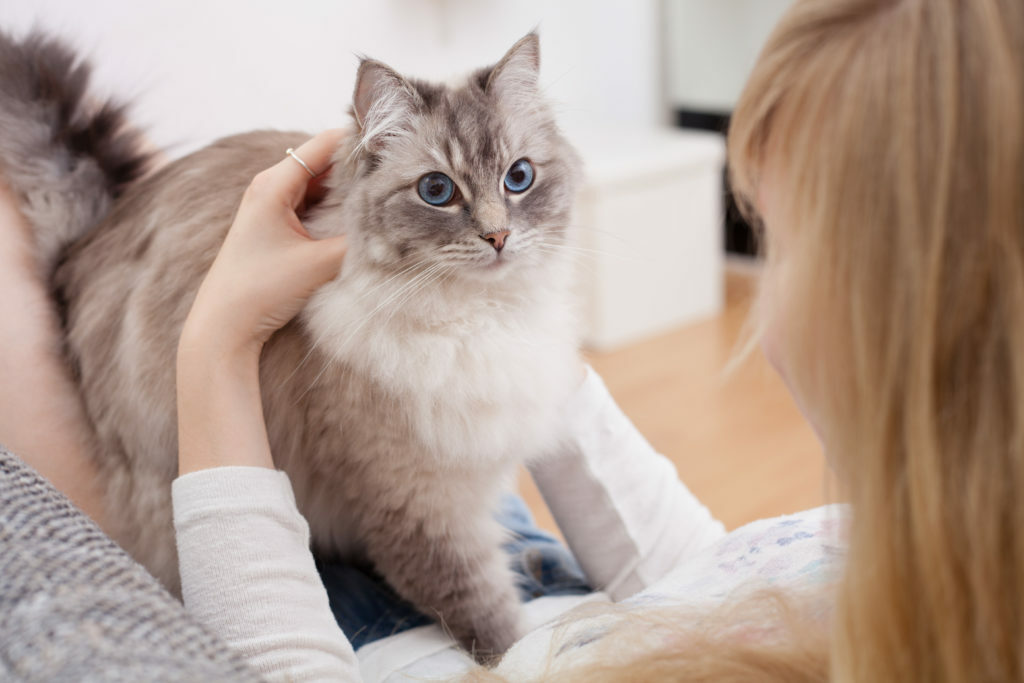 adoptar un gato adoptar un gato