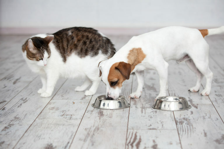 ¿Es mala la comida de perros para gatos?