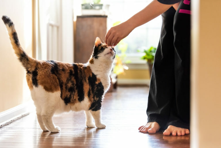 Adiestramiento para gatos con clicker