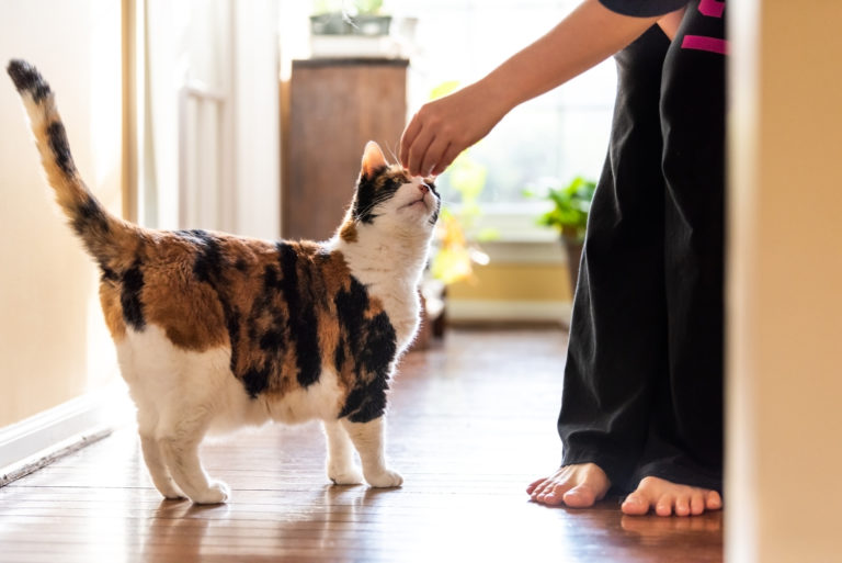 Adiestramiento para gatos con clicker | Adiestramiento felino | zooplus
