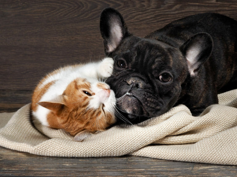 Perros y gatos juntos