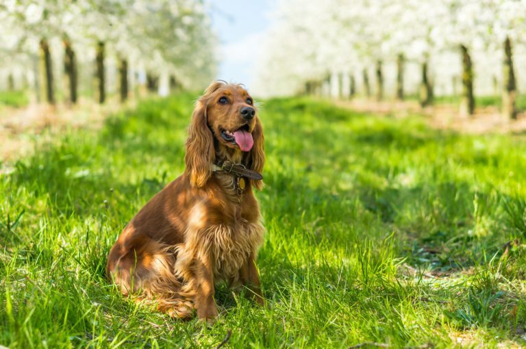 Cocker spaniel inglés