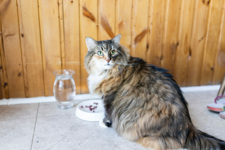 Rascadores para gatos GRANDES - Maine Coon España