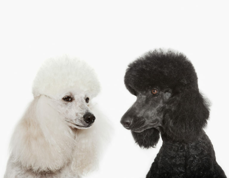 Razas de perros el caniche la estrella de las exposiciones caninas YUUP
