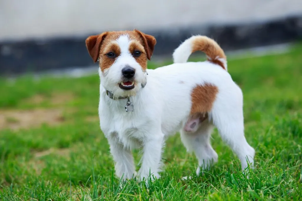 un jack russell terrier de pelo &aacute;spero en la hierba