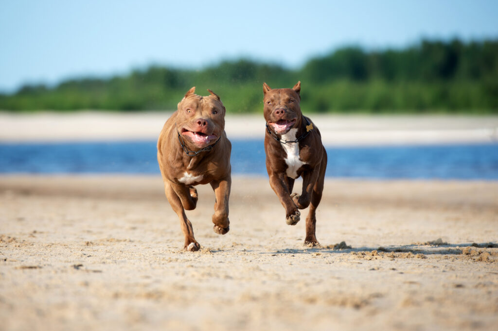 Pit bull terrier americano Pit bull terrier americano