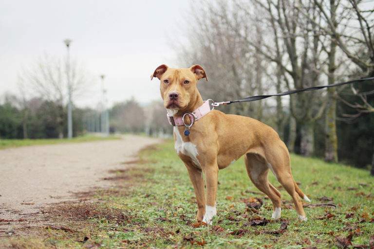 Cuota de admisión Confidencial Largo Pit bull terrier americano | Una raza para expertos en eduación canina