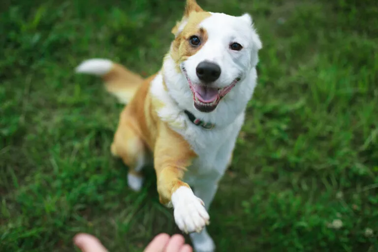 Cómo adiestrar un perro adulto
