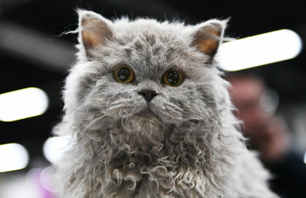 selkirk rex