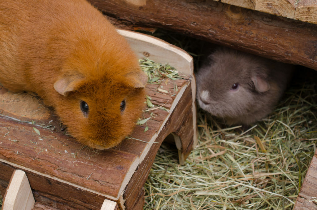 Tener una cobaya