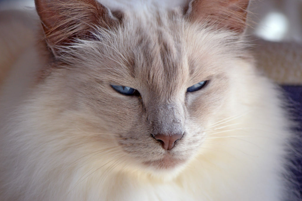 Gato balinés Gato balinés
