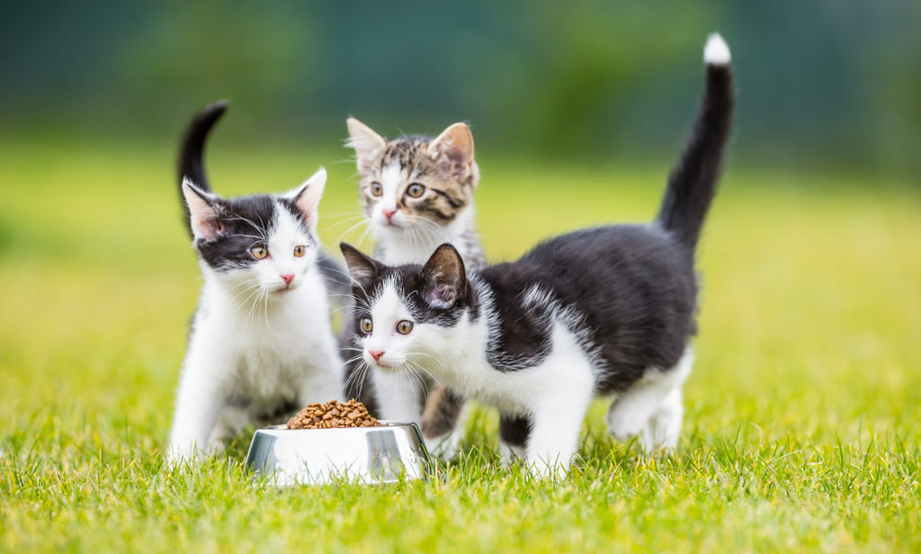 Comederos para gatos Comederos para gatos