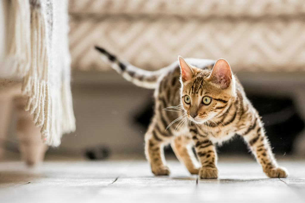 Idealmente envidia A bordo Criadores de gatos: 10 preguntas que debes hacer | zooplus