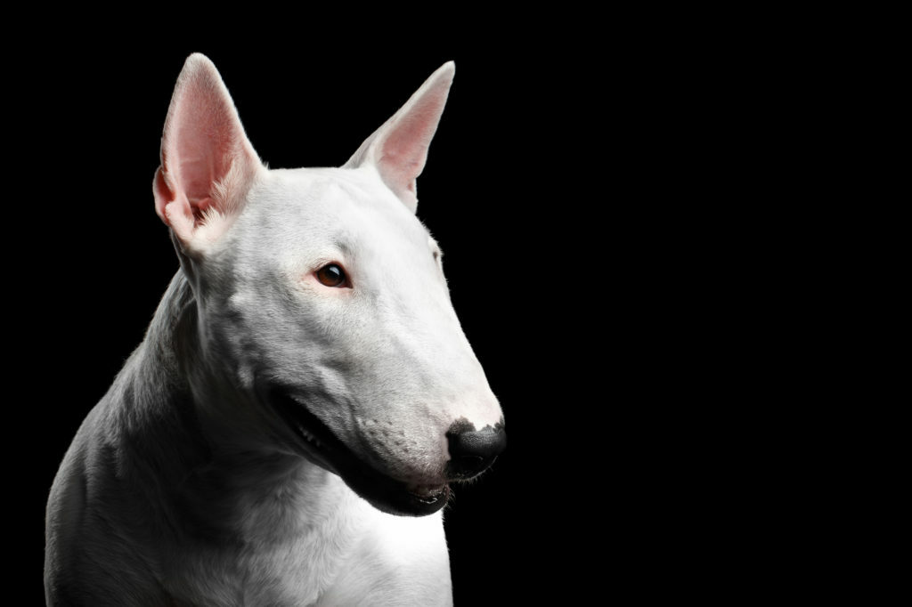 bull terrier bull terrier