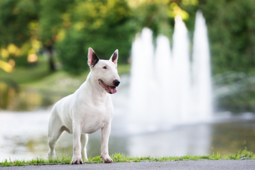 bull terrier