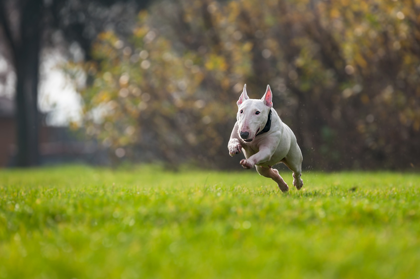 bull terrier