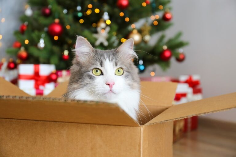 Katze sitzt in einem Geschenkkarton vor einem Weihnachtsbaum