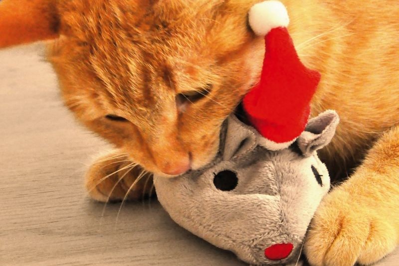 Regalos de Navidad par gatos