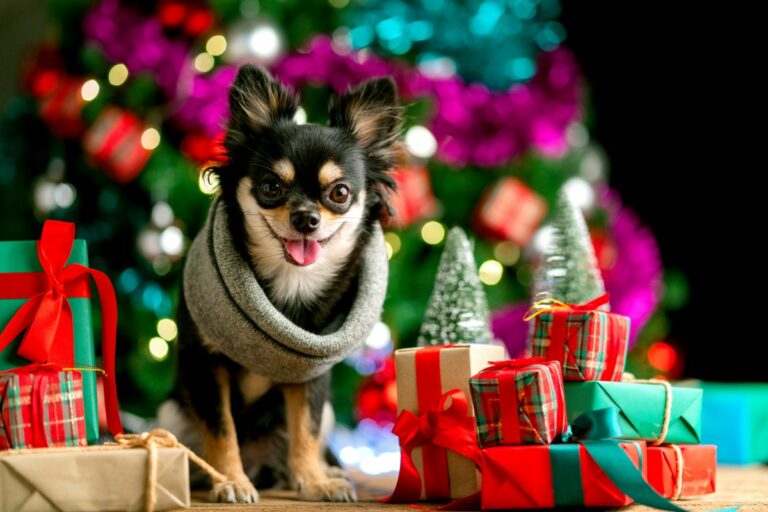 Regalos de Navidad para perros