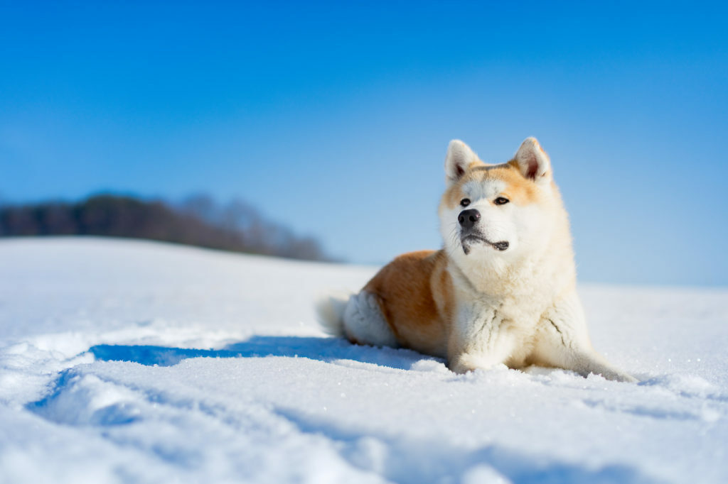 akita inu akita inu