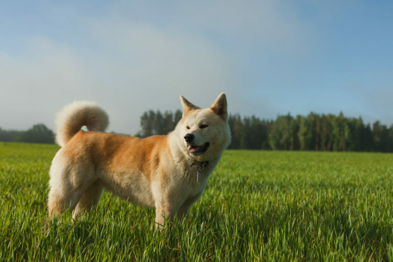 Cena Ligeramente Beber agua Akita inu | zooplus