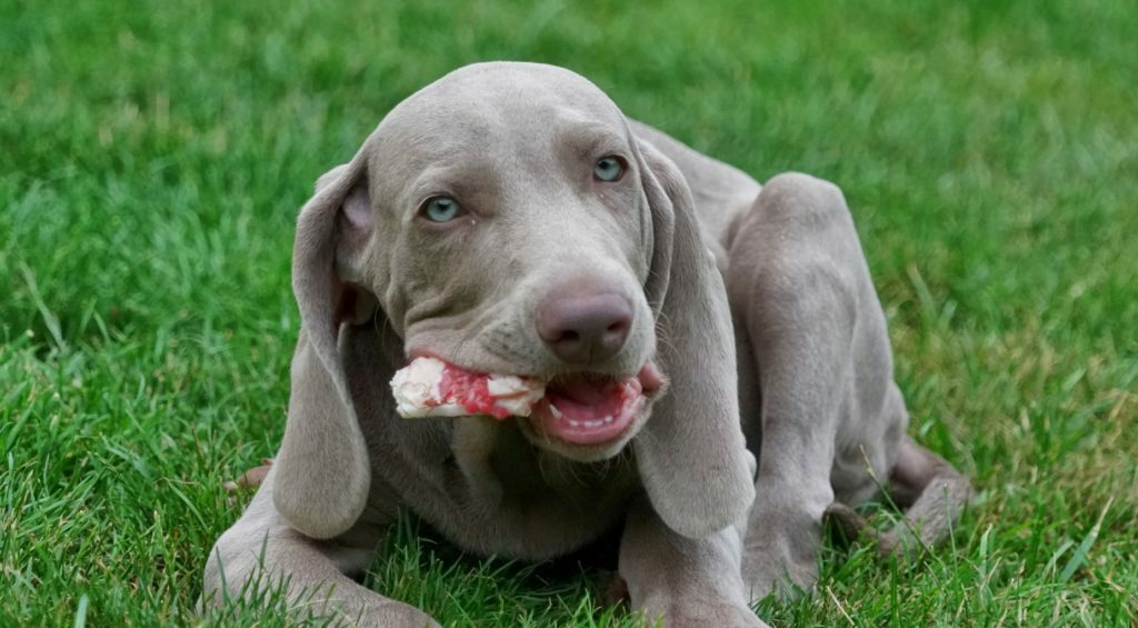 Braco De Weimar Cachorro Adoptar Braco de Weimar | zooplus