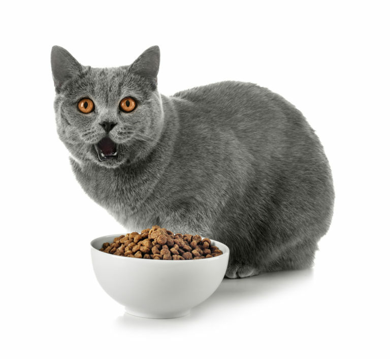 Alimentación para gatos british shorthair