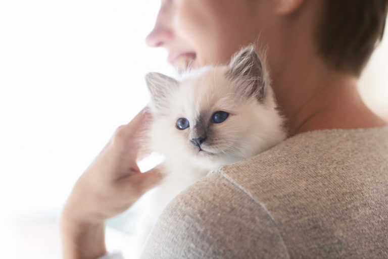 criadores de gato