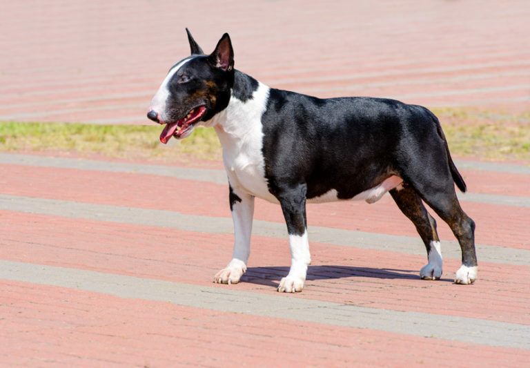 bull terrier