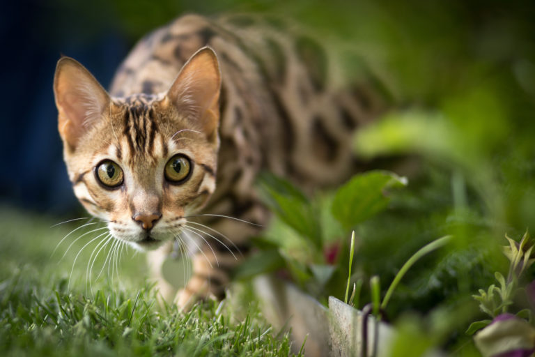 La familia que vive con un gato caracal salvaje de 25 kilos