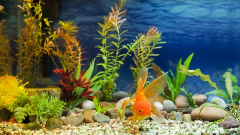 Enfermedades de peces de acuario Enfermedades de peces de acuario