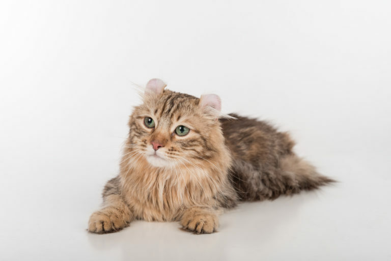 american curl