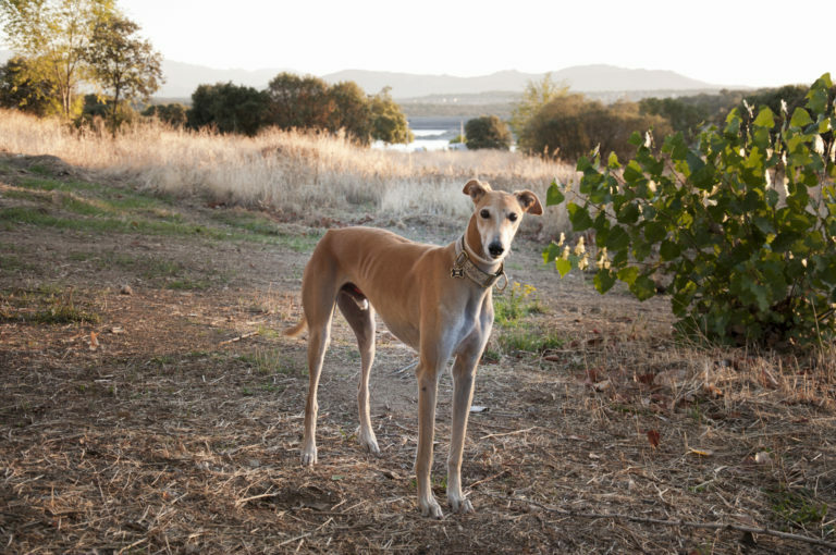 Cómo motivar al galgo