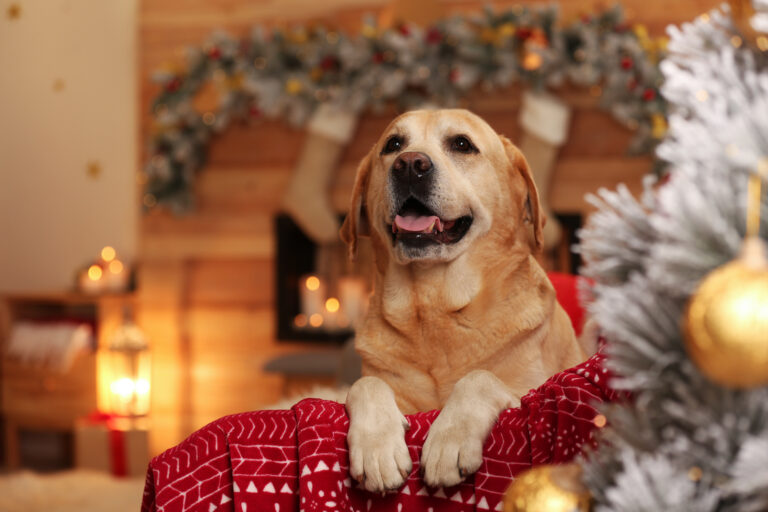 egalar un perro para Navidad