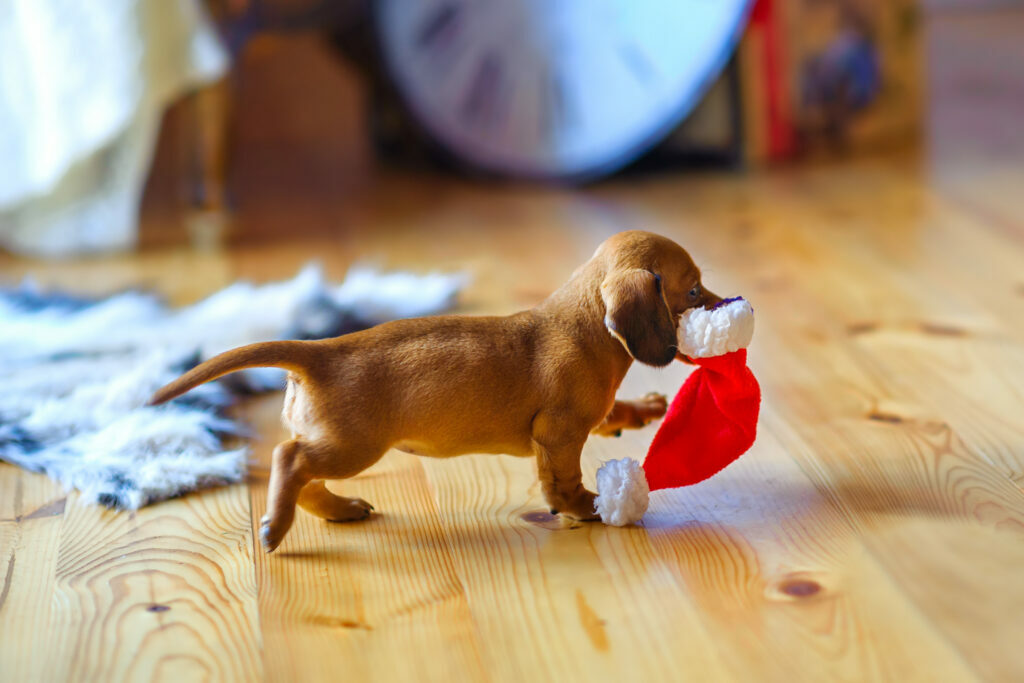 a small puppy of the taka breed runs around the house with a Santa Claus hat in his teeth.