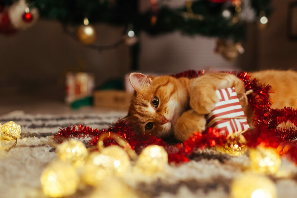 regalos de Navidad para gatos