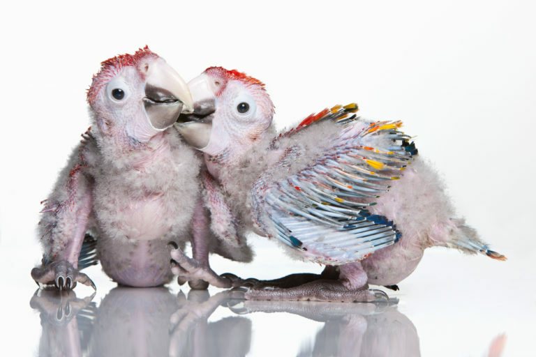 Cómo determinar el sexo en loros y periquitos