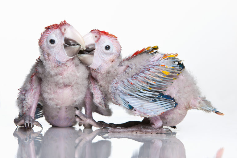 Cómo determinar el sexo en loros y periquitos zooplus