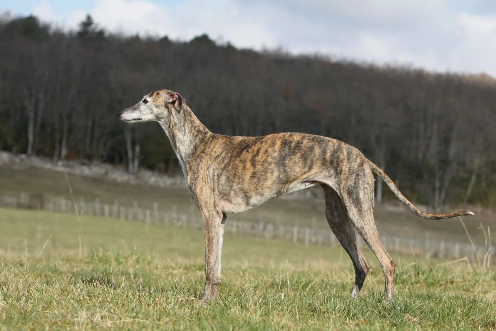 Galgo espa&ntilde;ol atigrado