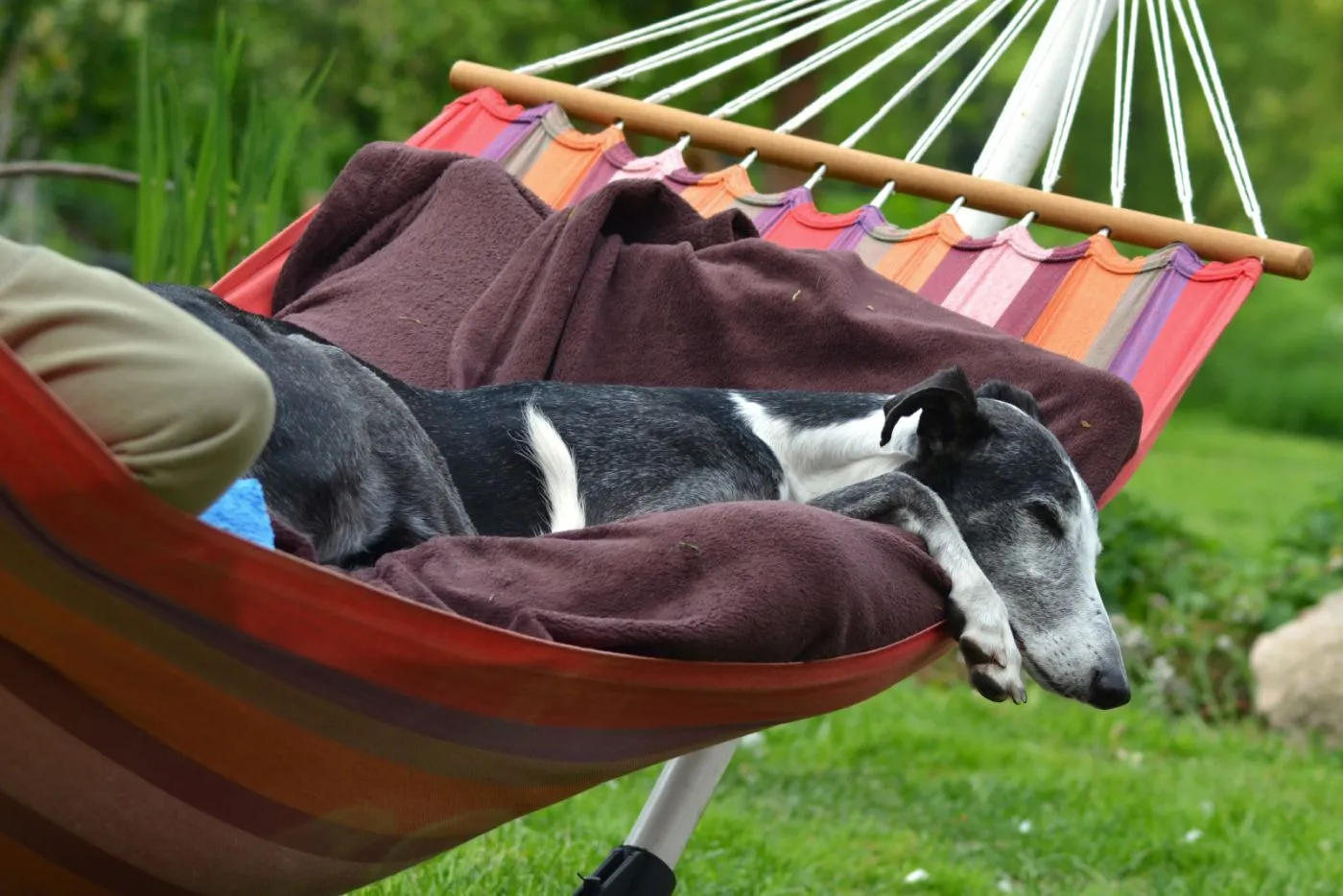 El galgo espa&ntilde;ol se acurruca