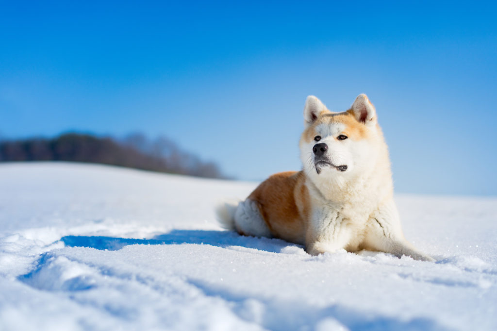 Akita inu